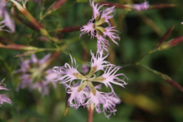 Dianthus superbusPrachtanjer bestellen
